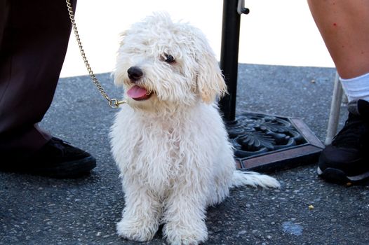 an isolated shot of a Poodle pet Dog Staring