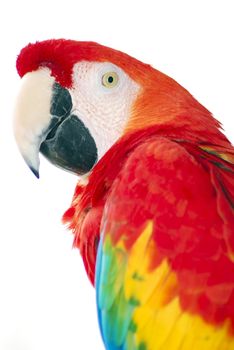 isolated shot of a red macaw bird