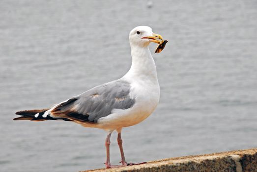 an isolated shot of a Herring Seagull bird