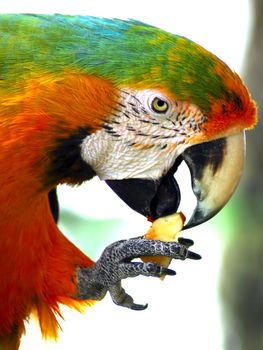 isolated shot of a Green Macaw Eating Apple