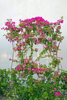 an isolated shot of trained Bougainvillea plant with flowers