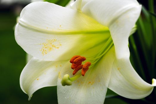 an isolated shot of Amaryllis Flower and Pollen