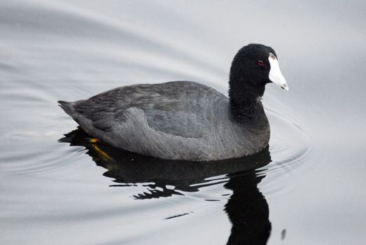 a White Fronted Goose bird isolated