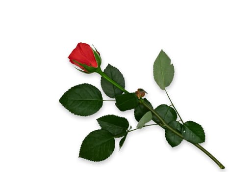 Single red rose against the white background