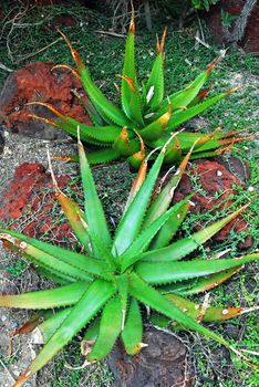 An isolated shot of a green aloe succulent plant