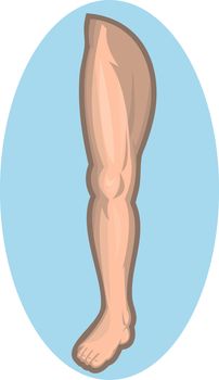  illustration of a Human leg facing front isolated on blue background.