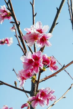 an isolated shot of pink Cherry Flowers
