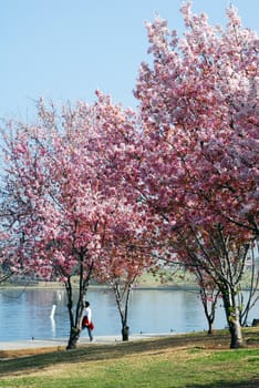 an isolated shot of pink Cherry flowers