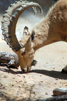 an isolated shot of a Bearded Bharal goat Eating