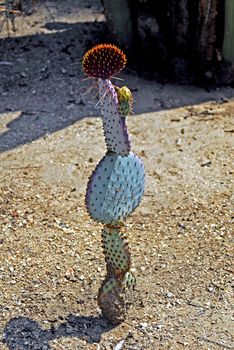 symmetrical growing pattern of a green Cactus plant