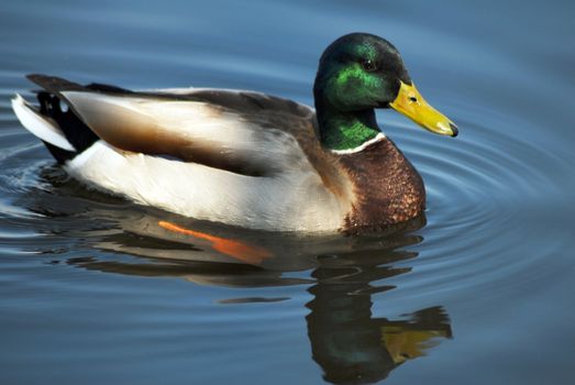 isolated shot of Mallard Drake Duck Swimming