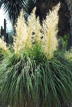 an isolated shot of Nolina Bush Flowering