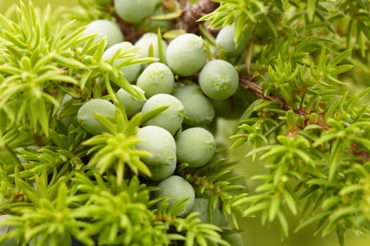 Green fruit of juniper close up against needles