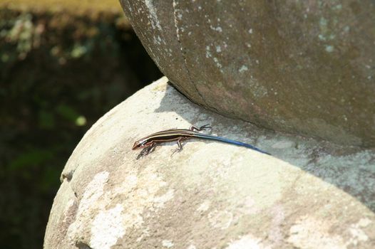 Lizard resting in the sun (Japan)