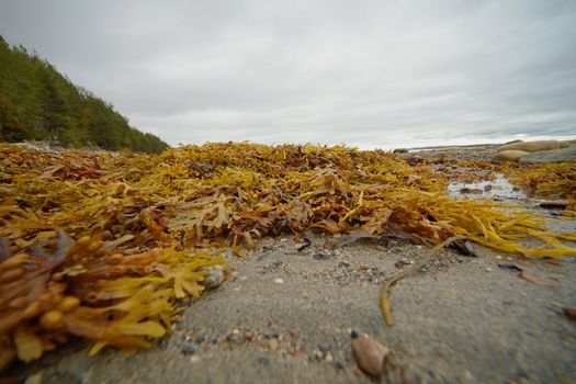 Brown seaweed on the northern shore during low tide
