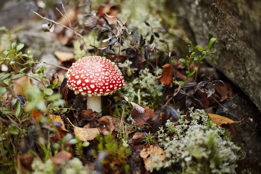 Red fly agaric among forest moss and lichen
