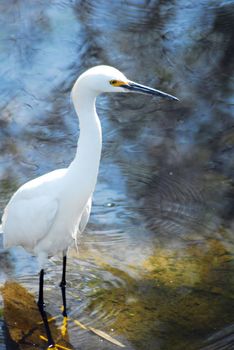 An isolated shot of a white crane bird