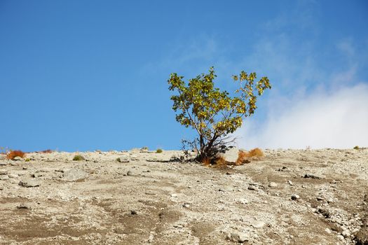 Lonely tree among the mountainous rocky plains