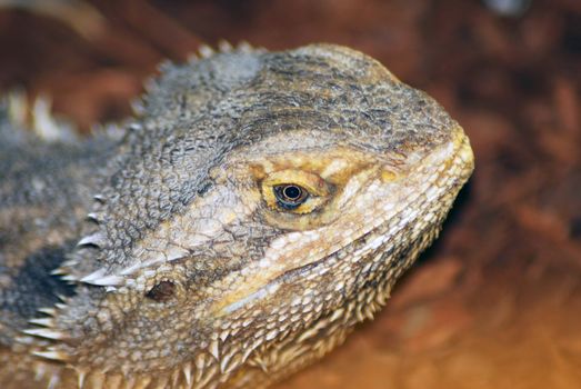 an isolated shot of a desert spiny lizard