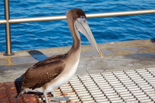 an isolated shot of grey blue pelican bird