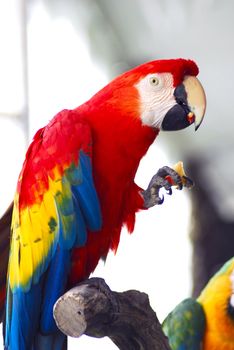 isolated shot of a red macaw bird eating