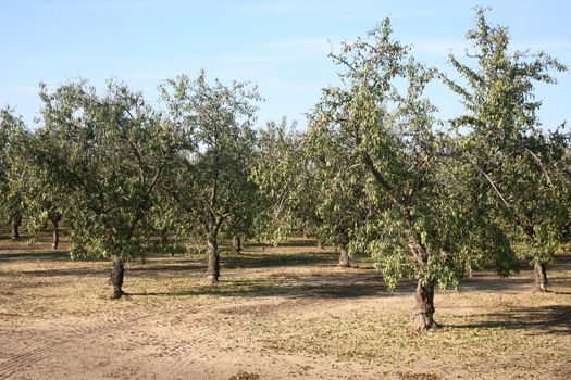 Large grove of almond trees natural background