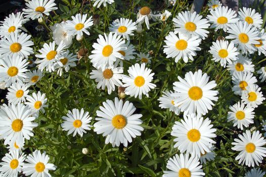 an isolated shot of White Daisy Flowers