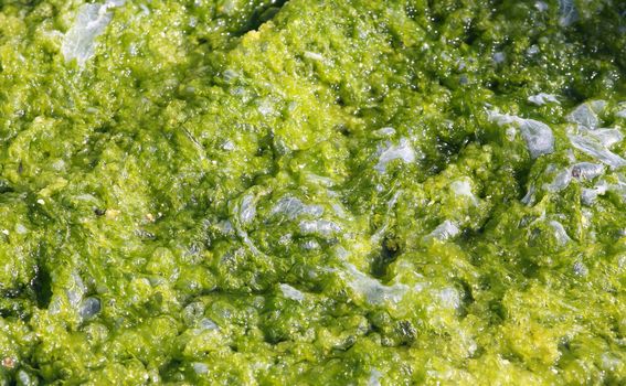 Green algae with bubble texture in water