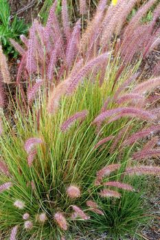 an isolated shot of pink Grass Flowers