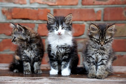 three kittens on bricks background