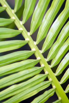 an isolated shot of a Ribbed Pine Leaf