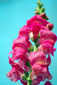 an isolated shot of Antirinum Flower Closeup