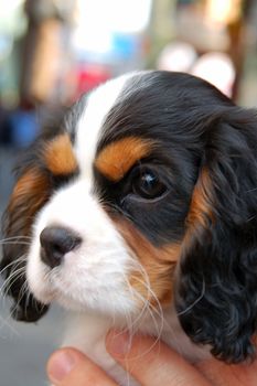an isolated shot of a Pet Dog Closeup