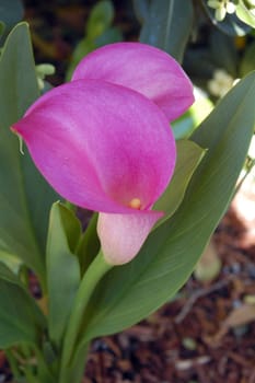 an isolated shot of a Purple Flower