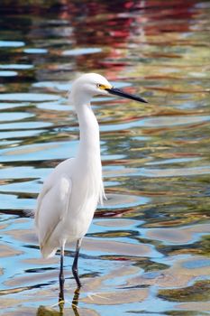 An isolated shot of a migratory white crane bird