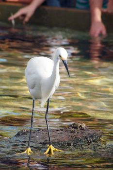 An isolated shot of a white crane bird