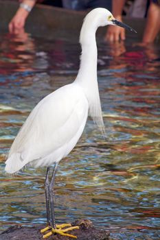 An isolated shot of a white egret bird