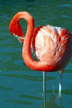 an isolated shot of an orange flamingo bird