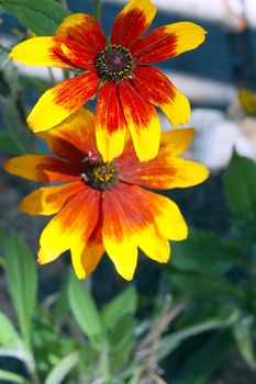 an isolated shot of Yellow Red Flowers