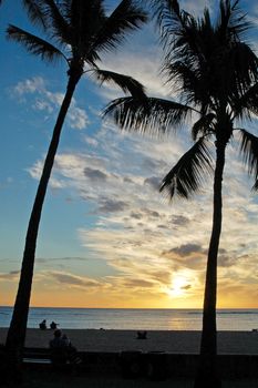 Palm Trees at Sunset near waikiki beach honolulu hawaii usa