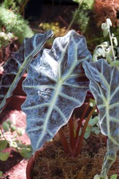 an isolated shot of a green Leaf closeup