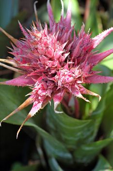 an isolated shot of pink bromeliad flower