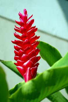 an isolated shot of a Red Palm Flower 