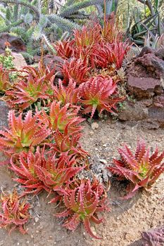 An isolated shot of a green aloe succulent plant