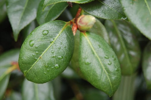 Fresh Droplets of Rain Water on Bright Green Leaves