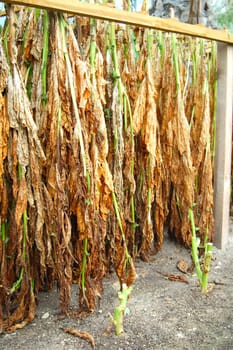 Freshly Cut Tobacco Leaves Hung out to dry and cure in the sun