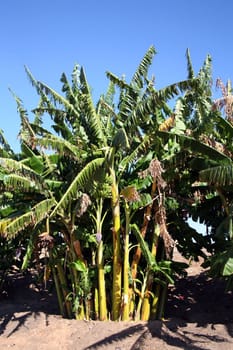 Beautiful banana trees against a vivid blue sky