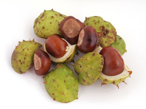 A Conker is the seed of a Horse Chestnut tree.