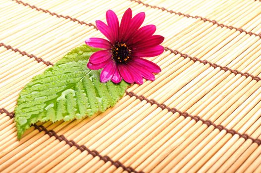 leaf showing spa wellness or zen concept with copyspace