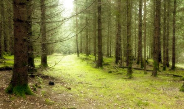 An image of a nice green forest